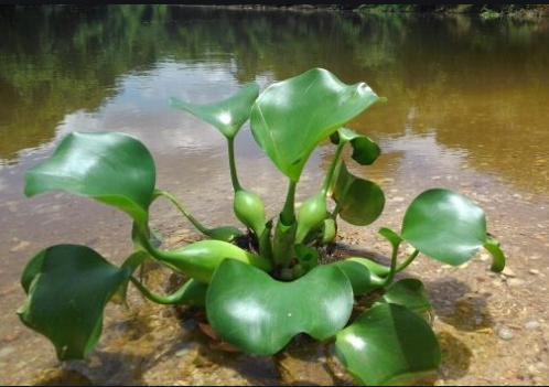 生態(tài)水處理：利用植物進(jìn)行生態(tài)水水質(zhì)凈化的6大優(yōu)點(diǎn)